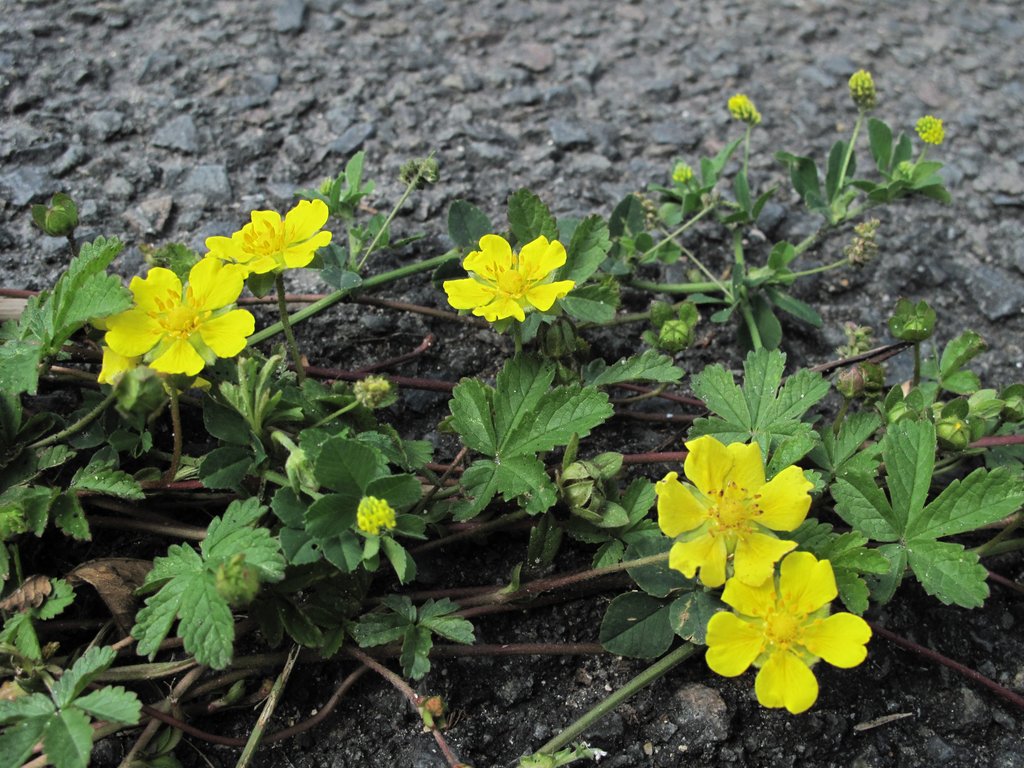Potentilla reptans